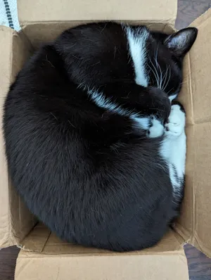 Box Bernie